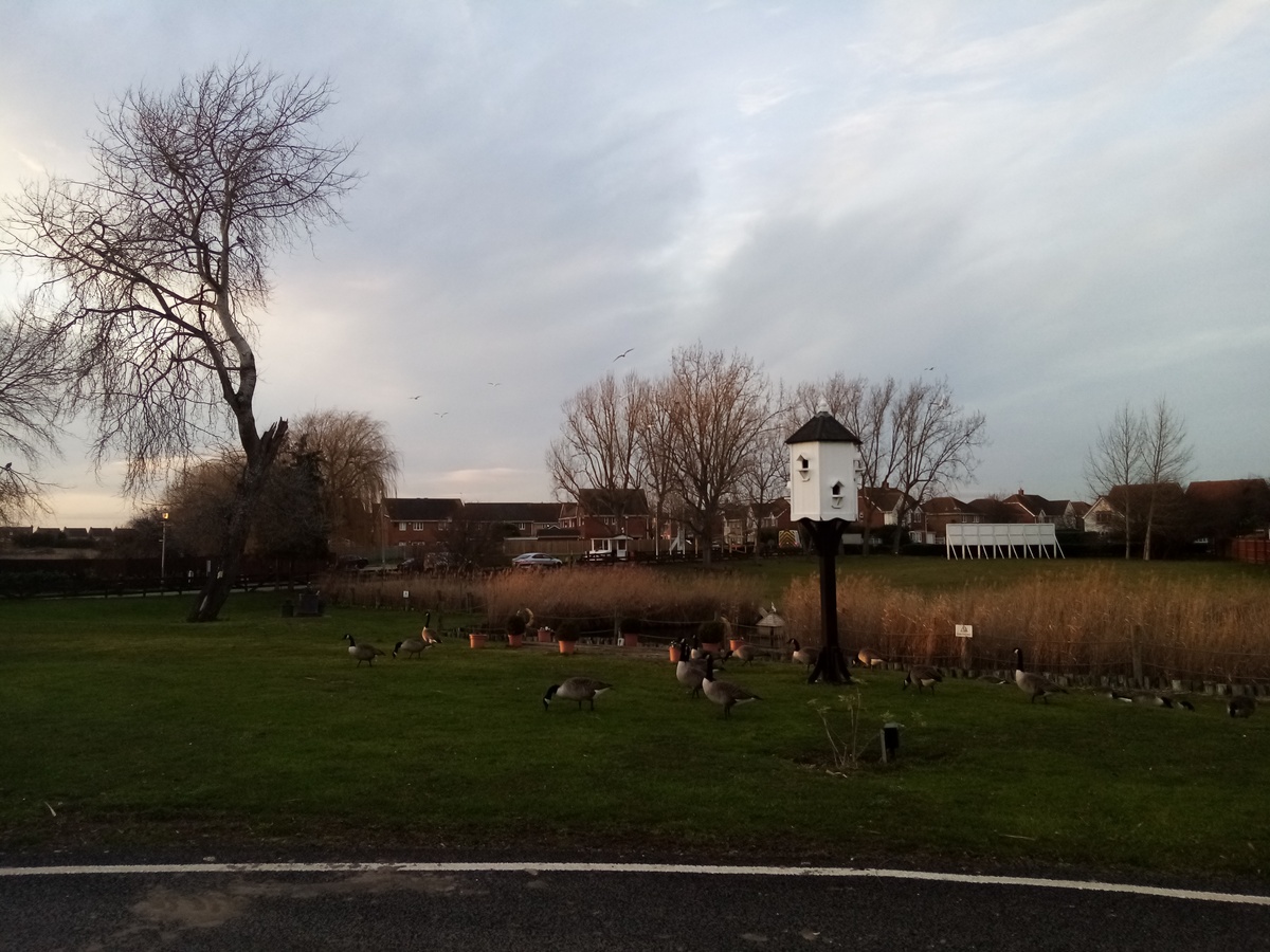 Pond 3